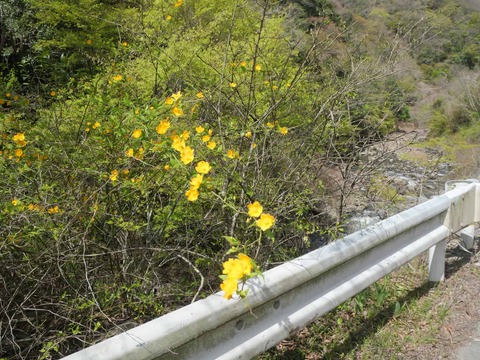 20260412府道号桜新緑 (3)