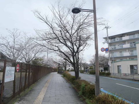 20260401富田桜 (13)