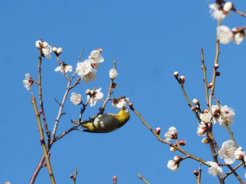 20260217茨木梅林 (29)