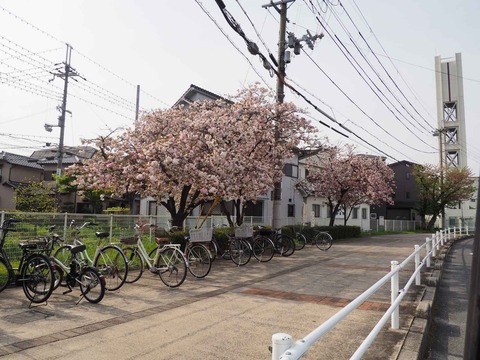 20240415桜 (5)