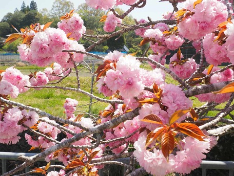 20250427樫田桜 (5)