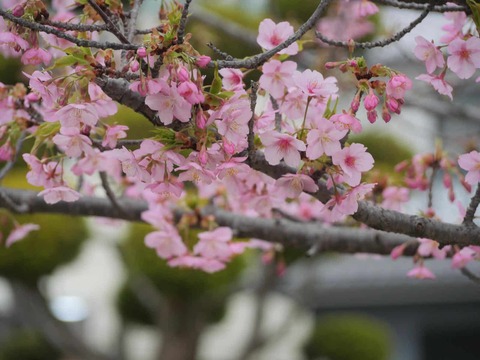 20260227河津桜 (14)