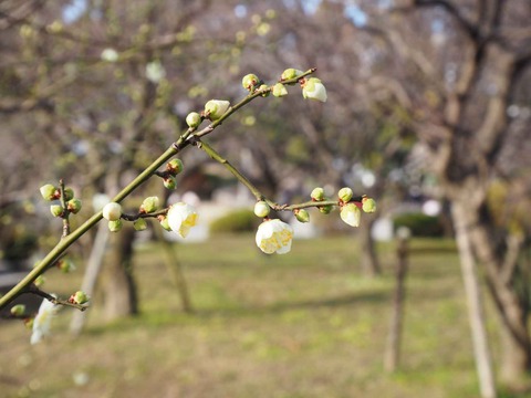 20200130高槻城公園梅 (5)
