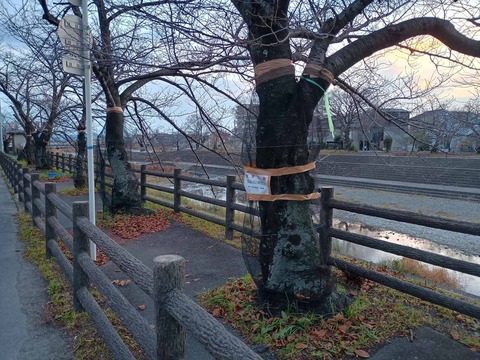 20251220桜堤伐採予定 (4)