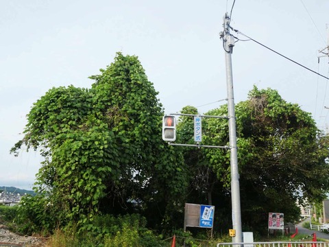 20260606郡家くず (12)