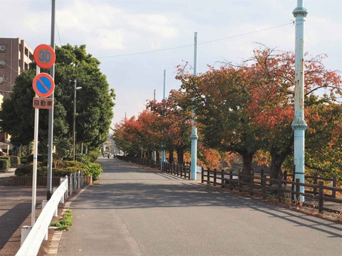 20221104芥川桜堤 (3)
