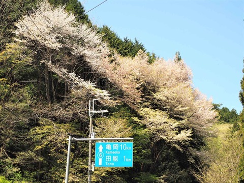 20230422樫田桜 (11)