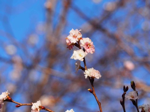 20221206芥川 (31)