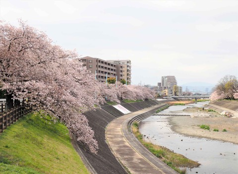 20230403桜 (1)