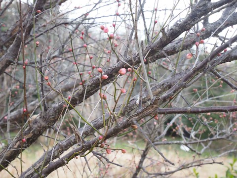 20220129西の川原梅 (6)