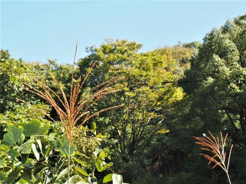 20221002ススキ (3)