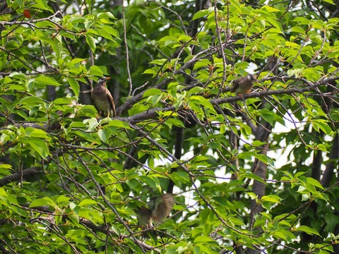 20220529筒井池 (5)