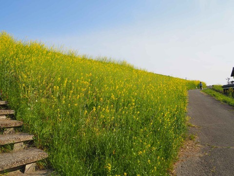 20230401島本上牧セイヨウカラシナ  (3)