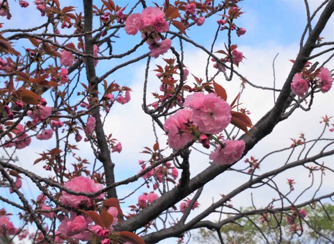 20230403桜 (10)