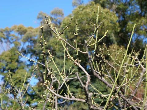 20250126上宮天満宮 (17)