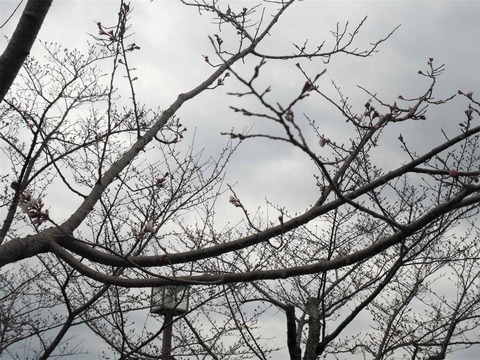 20220323桜公園 (9)