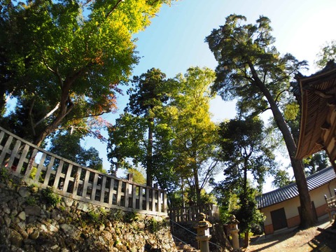 20221029八阪神社 (6)