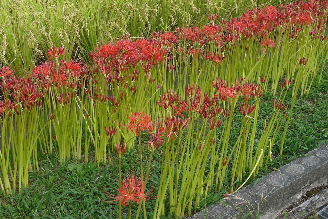 高槻の北部 田んぼで咲き始めたこの花は何 赤くて虫除けに植えられていることが特徴 19年 高槻network新聞