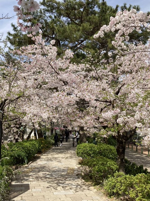20240407桜番外 (8)