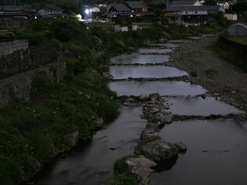 20260526ホタル1