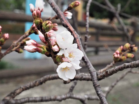 20230321芥川桜堤 (19)