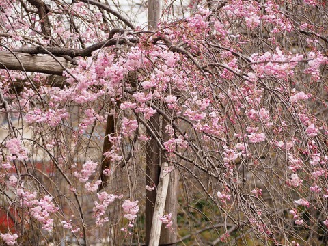 20230325筒井池公園 (28)