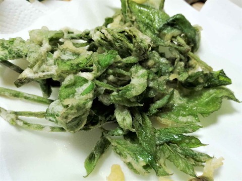 20230507山ウド (12)