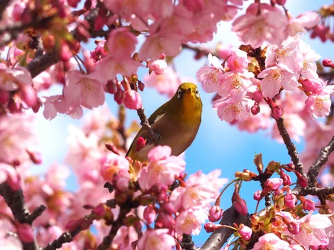 20240302筒井池公園 (10)