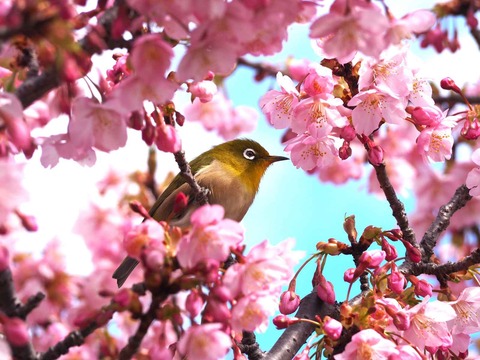 20240302筒井池公園 (14)