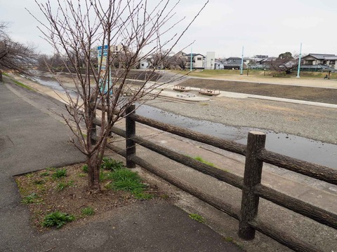 20230321芥川桜堤 (7)