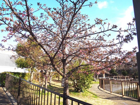 20240224筒井池河津桜 (12)