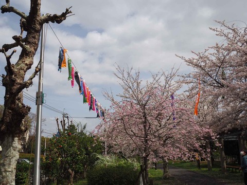 20230327こいのぼり (5)