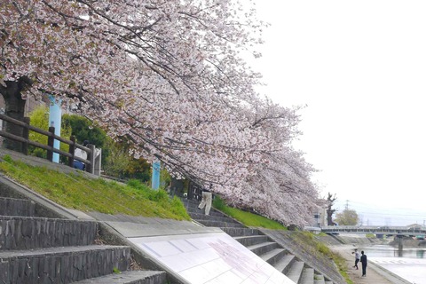 20200411sakura4