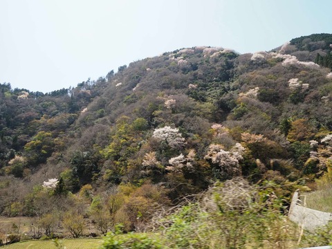 20250412府道6号桜 (61)