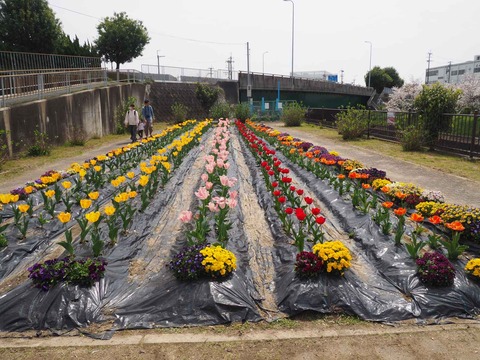 20240406チューリップ (7)