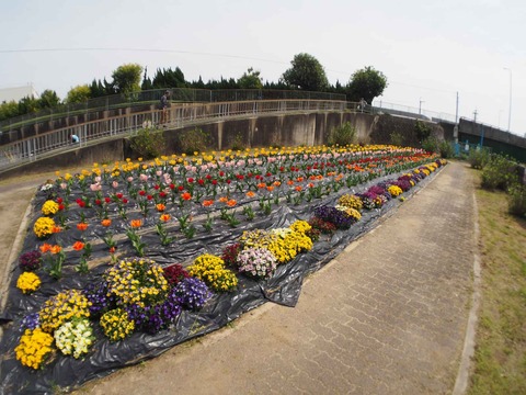 20240406チューリップ (9)