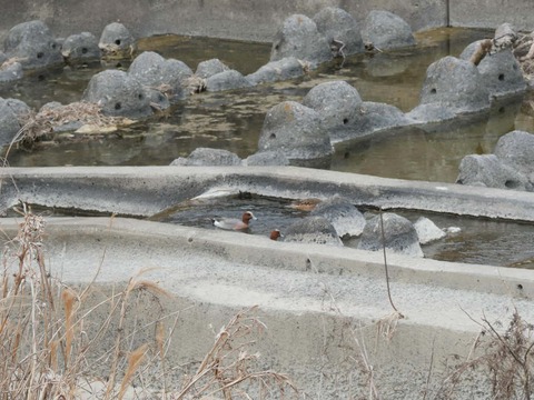 20260318塚脇橋 (36)