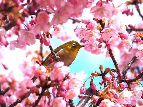 20240302筒井池公園 (11)