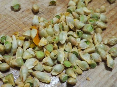 20230511キンカン (2)