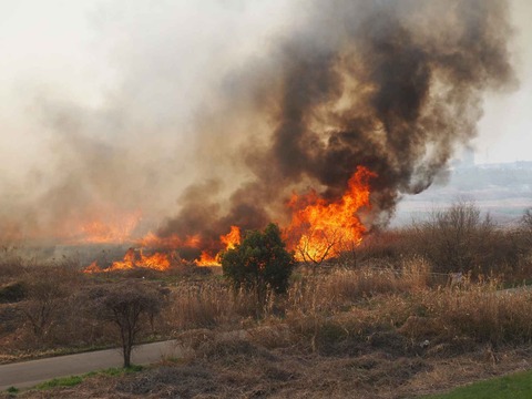 20230312ヨシ焼き (49)