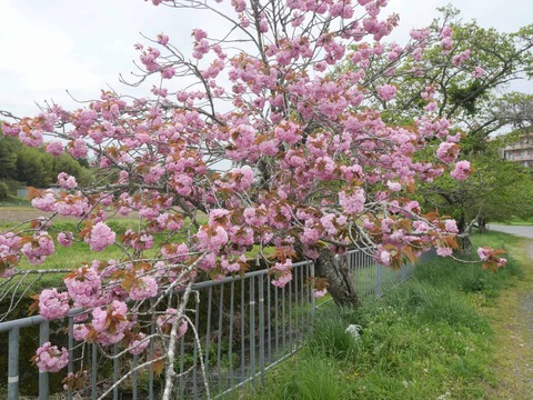 20260424樫田 (23)