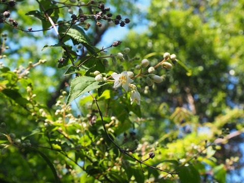 20240503うの花 (4)