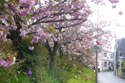 20200418sakura8