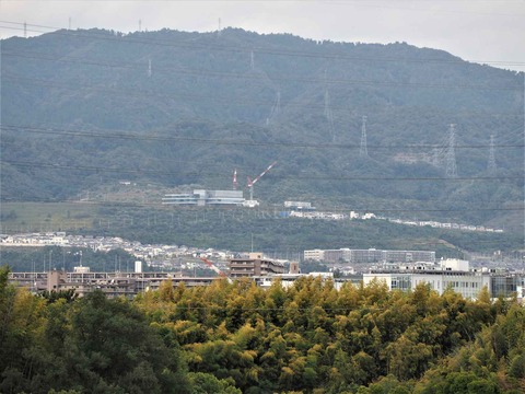 20221022万博記念公園 (66)