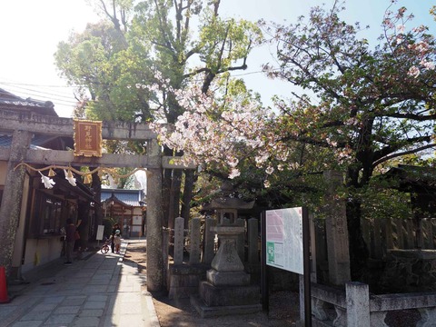 20230409桜 (3)
