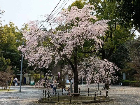 20260328長岡京 (4)