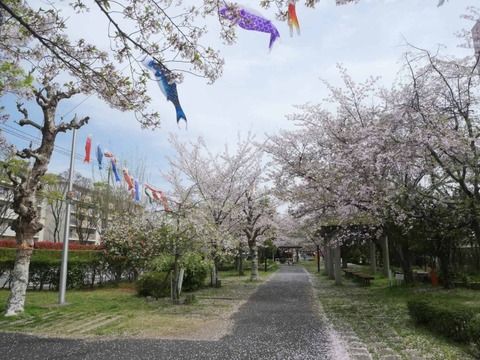 20260406玉川小学校 (8)