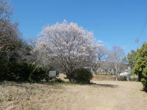 20260217西之川原 (18)