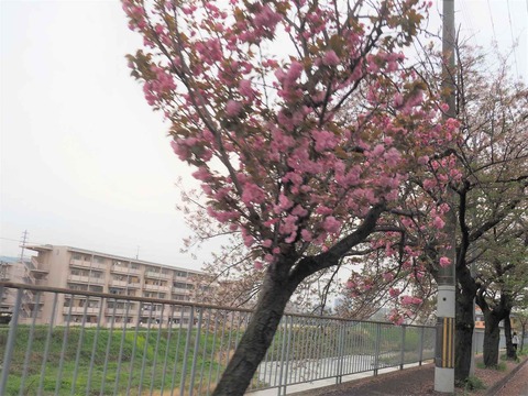 20230408郡家本町 (2)