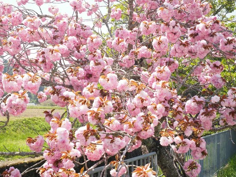20250427樫田桜 (11)